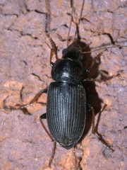 Amphasia sericea