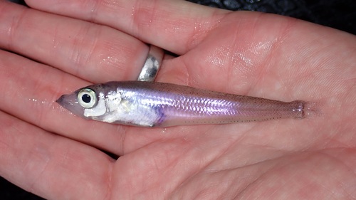 Antarctic silverfish (Pleuragramma antarctica) — Nototheniidae
