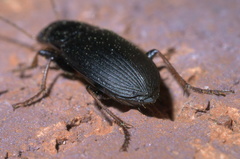 Amphasia sericea
