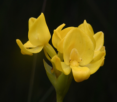 Broad-leaved orchid (Platycoryne)