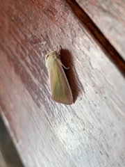 Heliothis galatheae