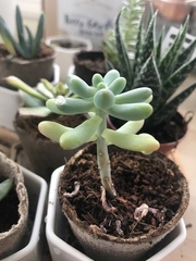 Sedum pachyphyllum