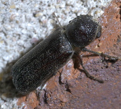 Prostephanus punctatus