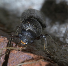 Prostephanus punctatus