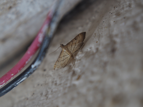 Trapeze Moth
