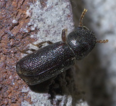 Prostephanus punctatus