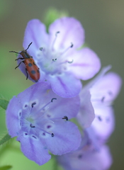 Pelonides quadrinotata