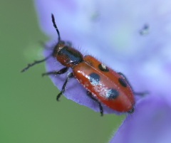 Pelonides quadrinotata