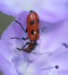 Pelonides quadrinotata