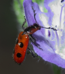 Pelonides quadrinotata