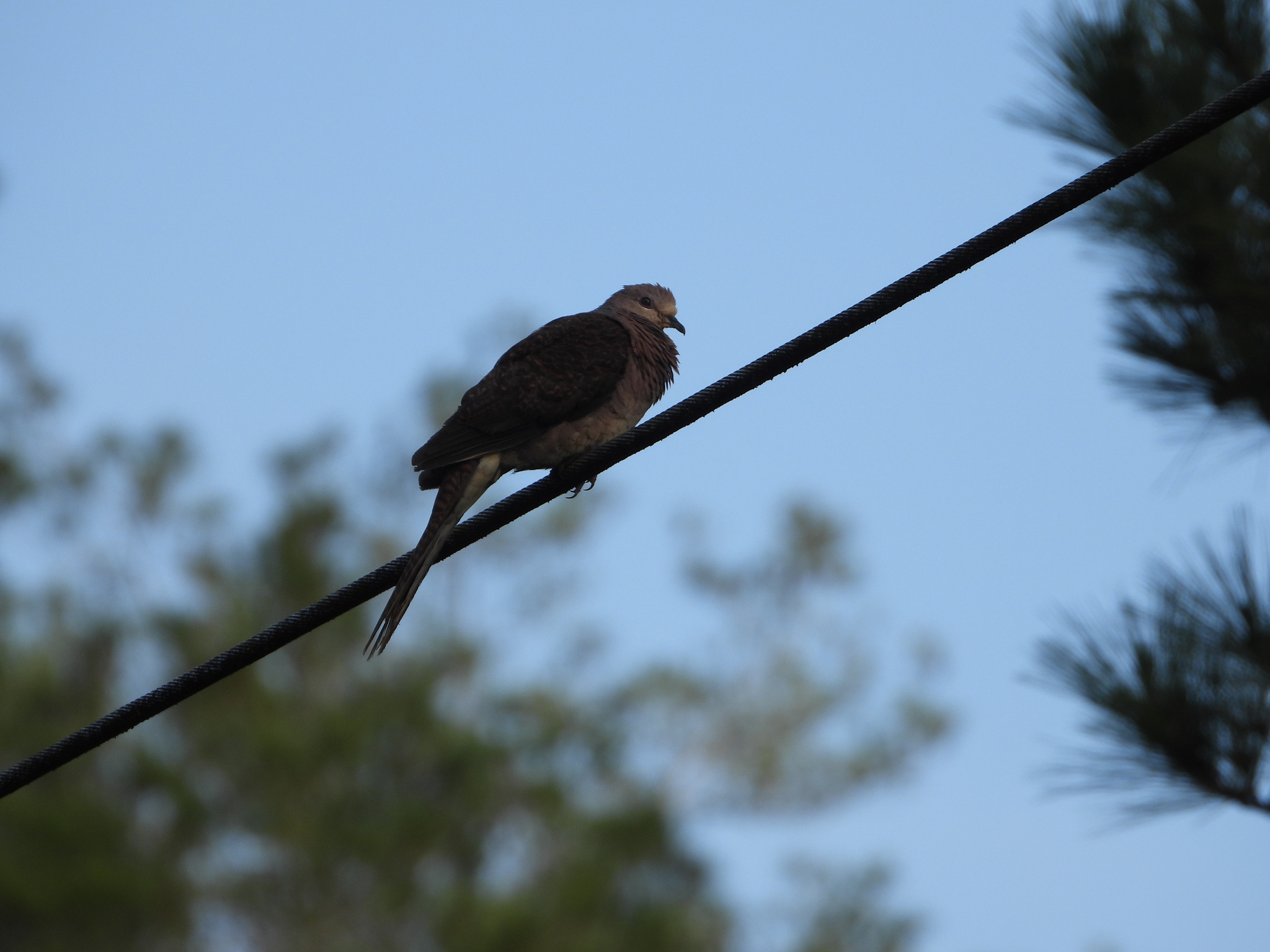 Barred Cuckoo-Dove (Macropygia unchall), photo 5
