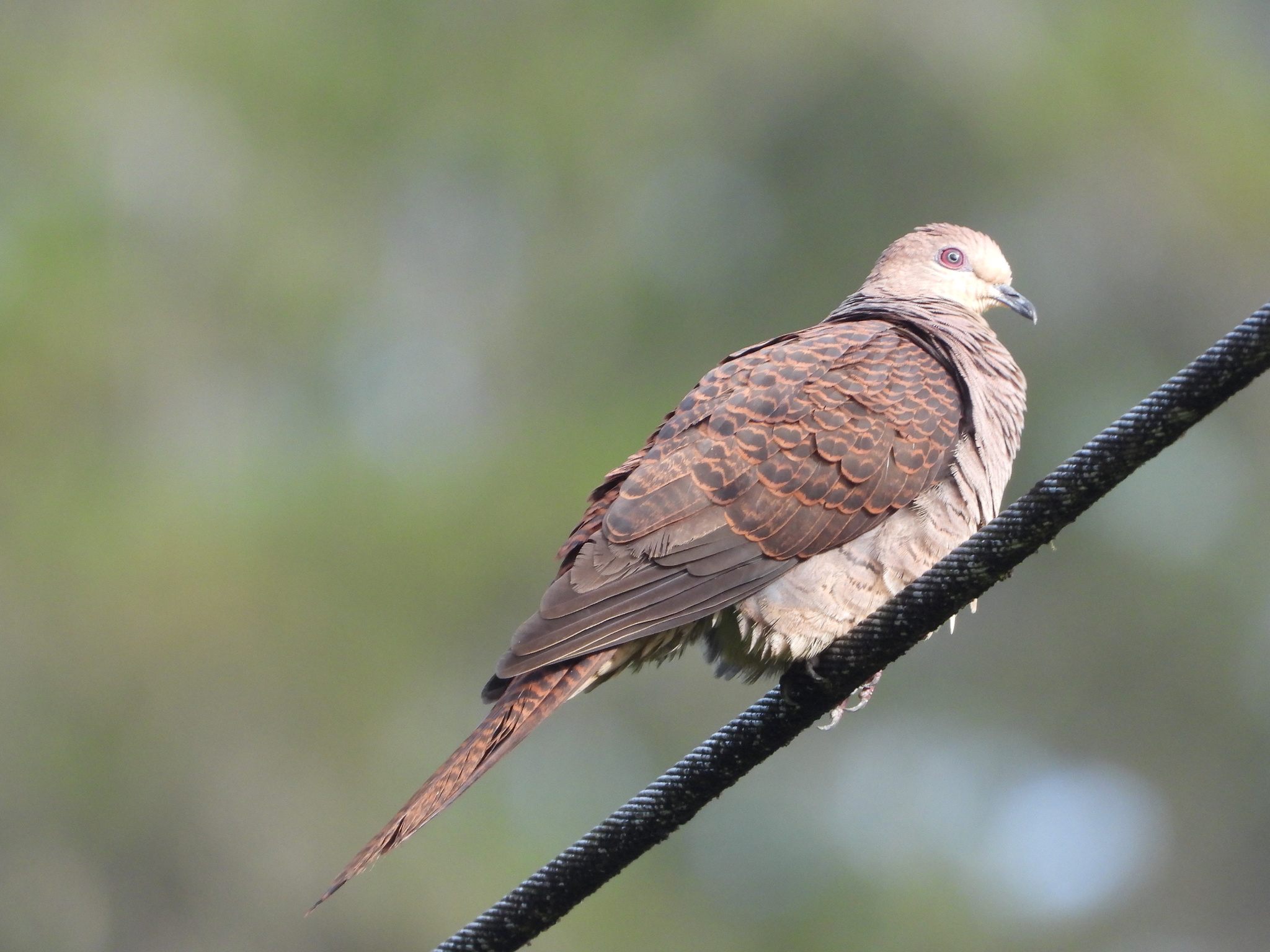 Barred Cuckoo-Dove (Macropygia unchall), photo 8