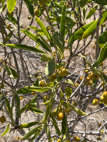 Pittosporum phillyreoides, photograph 2