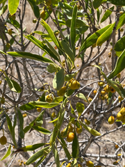 Pittosporum phillyreoides, photograph smathichong, CC BY, iNaturalist via GBIF