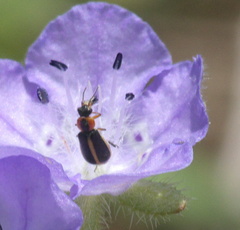 Attalus circumscriptus