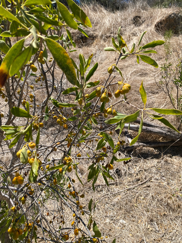 Pittosporum phillyreoides, photograph 3