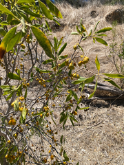 Pittosporum phillyreoides, photograph smathichong, CC BY, iNaturalist via GBIF