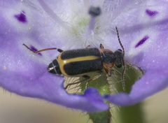 Attalus circumscriptus