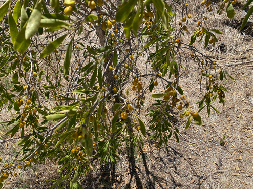 Pittosporum phillyreoides, photograph 4