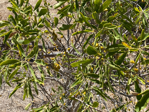 weeping pittosporum (Pittosporum phillyreoides)