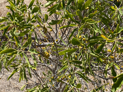 Pittosporum phillyreoides, photograph smathichong, CC BY, iNaturalist via GBIF