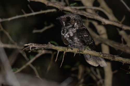 Cuban Nightjar (Antrostomus cubanensis), photo 9