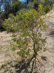 Pittosporum phillyreoides, photograph smathichong, CC BY, iNaturalist via GBIF