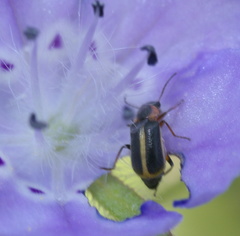 Attalus circumscriptus