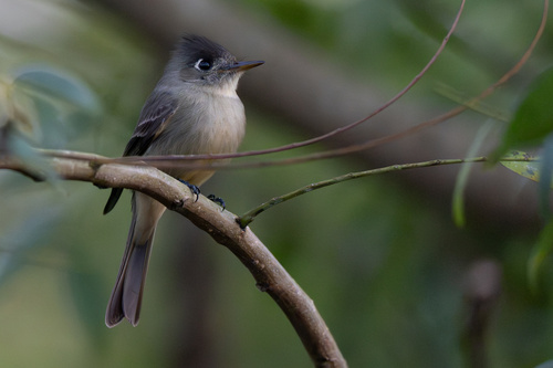 Cuban Pewee (Contopus caribaeus), photo 4