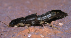Pinophilus
