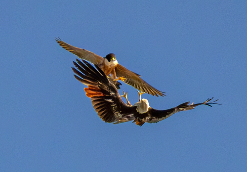 Peregrine Falcon (Falco peregrinus)