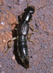 Pinophilus