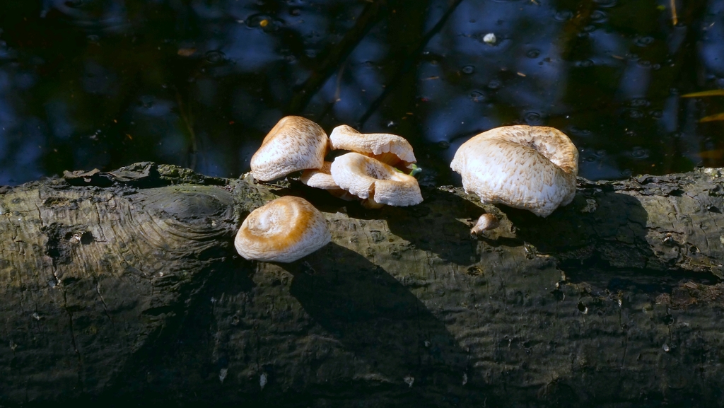 Lentinus tigrinus · March 2026 · photo: © patricklm35 (iNaturalist, cc0)