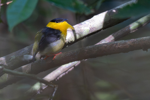 Golden-collared Manakin (Manacus vitellinus), photo 5