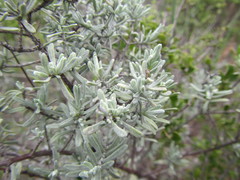 Pteronia incana