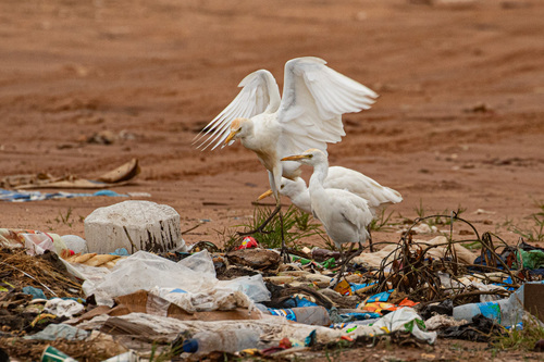 Western Cattle-Egret
