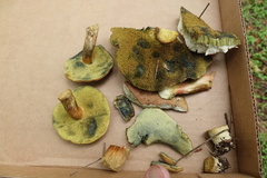 Xerocomellus salicicola