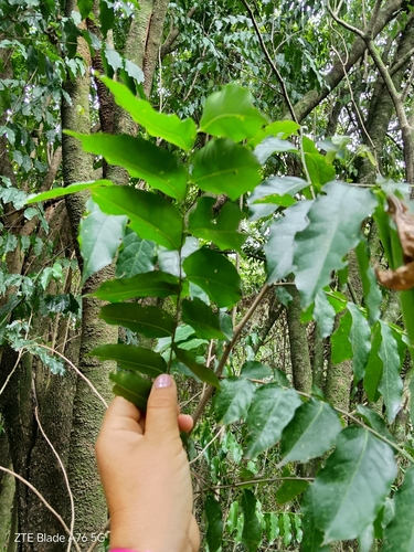 Foto de Guaçatonga