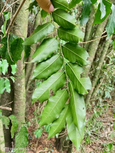 Foto de Guaçatonga