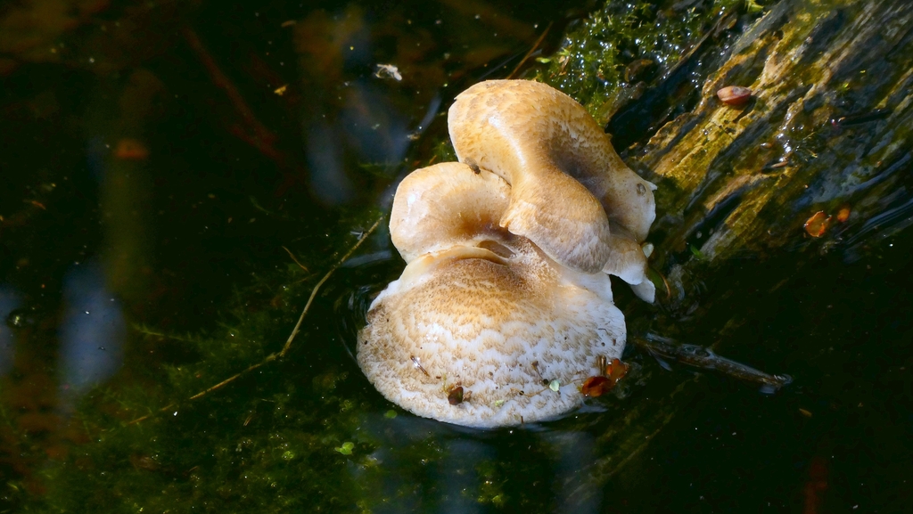 Lentinus tigrinus