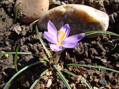 Crocus minimus