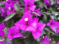 Bougainvillea