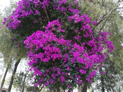 Bougainvillea