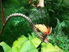 Heliconia episcopalis