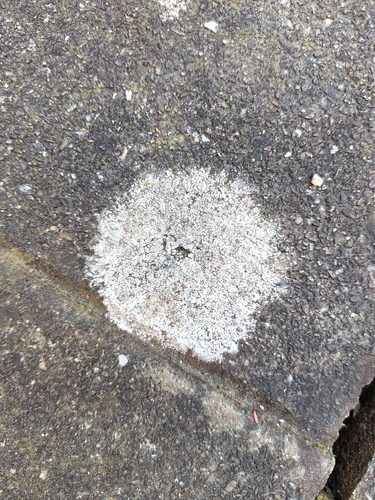 Flechtenschlauchpilze