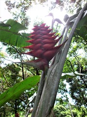 Heliconia caribaea