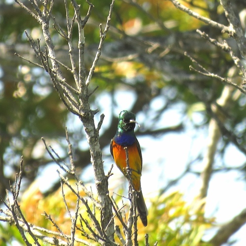 Orange-breasted Sunbird (Anthobaphes violacea), photo 7