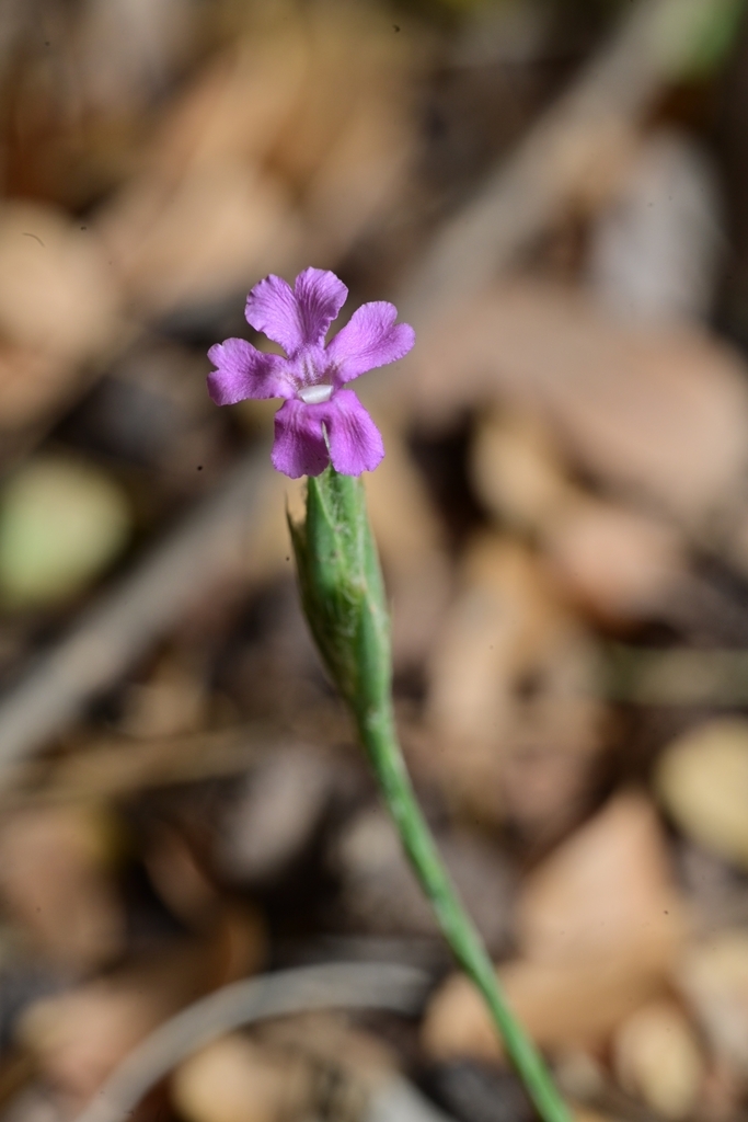 Wheat-spike Scalystem
