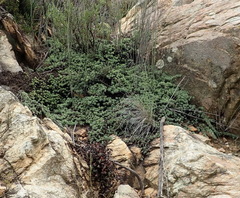 Aspalathus rigidifolia