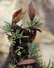 Aspalathus rigidifolia